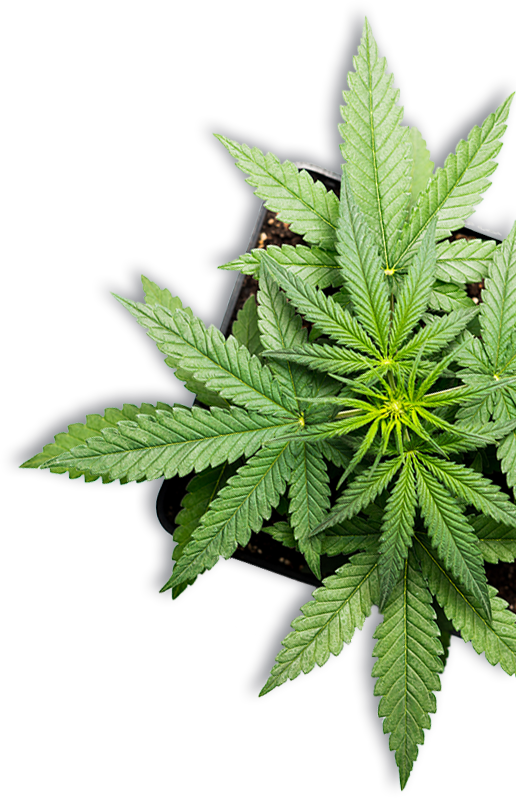 Marijuana Plant